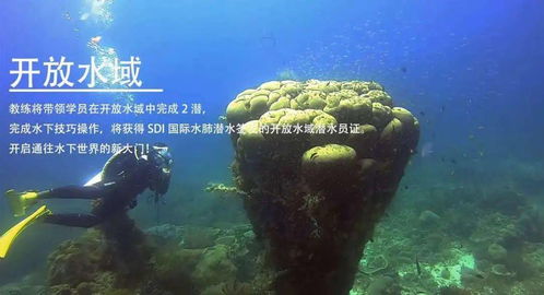 逐浪八閩 海藍(lán)時(shí)見(jiàn)鯨，一年四季的潛水詩(shī)篇